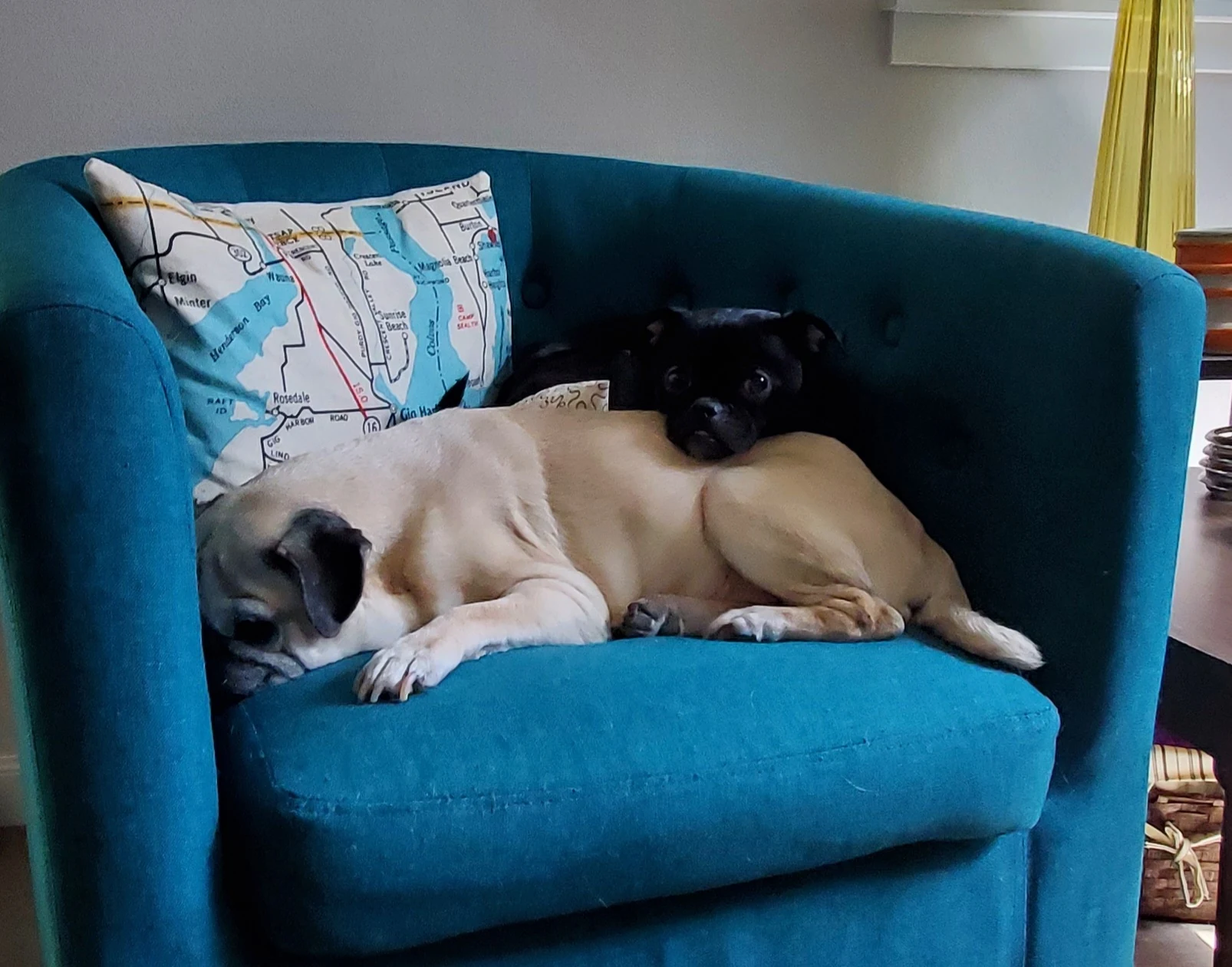 For the Pug