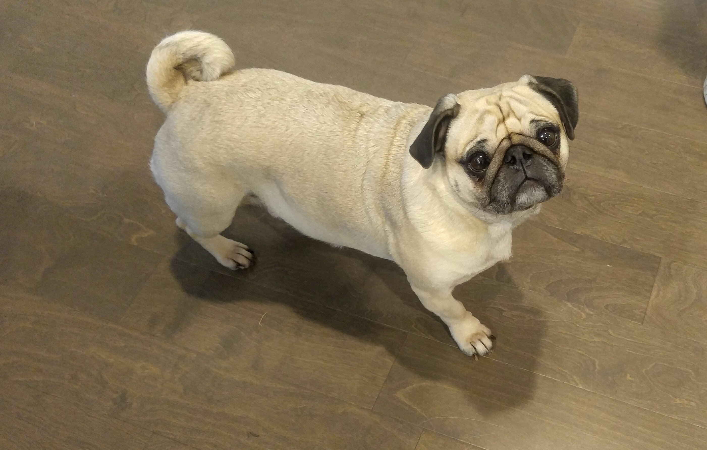 A fawn pug standing indoors and looking toward the camera
